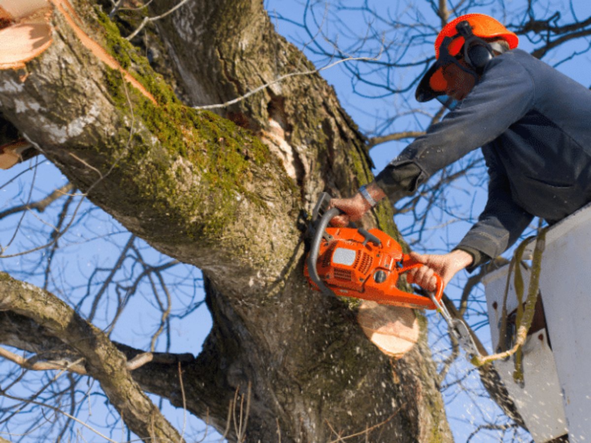 Arborist in a lift cutting back a large limb with a chainsaw