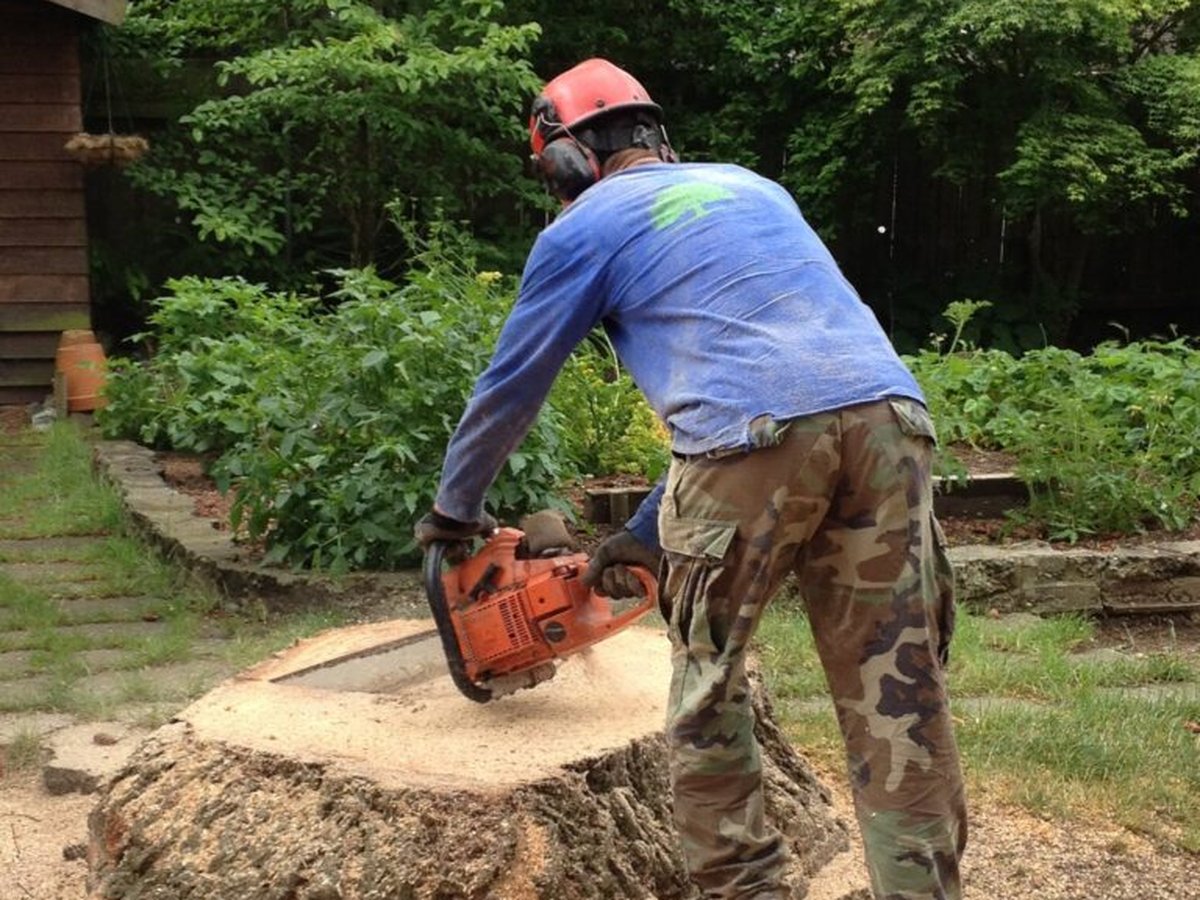 Worker in a helmet cutting a large tree stump flush to the ground with a chainsaw